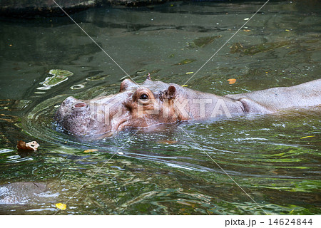 Hippopotamus submerged in water. 14624844