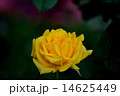 バラ 14625449