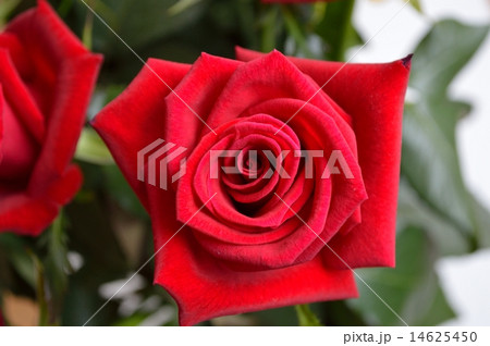 バラ バラ 14625450