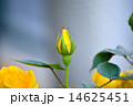 バラ 14625451
