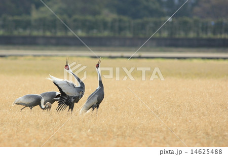 出水の鶴20 14625488