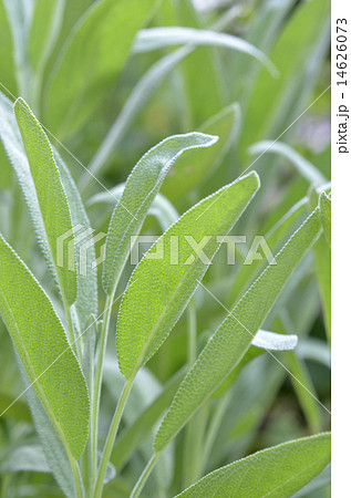 セージの葉　フレッシュハーブ 14626073