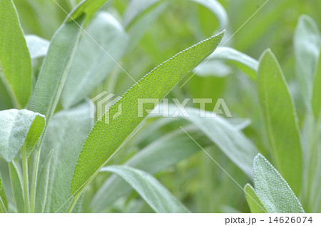 フレッシュハーブ　セージの葉 14626074