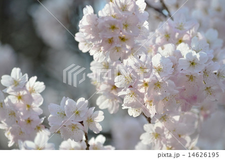 トウカイザクラ 14626195