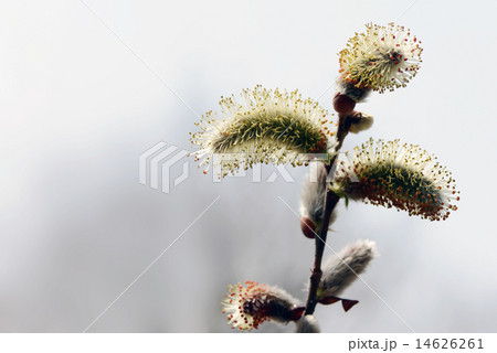 早春のねこやなぎ 14626261