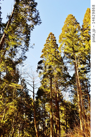 蒼天美の杉林の御岩神社 蒼天美の杉林の御岩神社 14629868