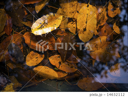 Leaves in water Leaves in water 14632112