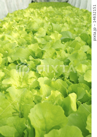 Lettuce grow in hydroponics system 14632151
