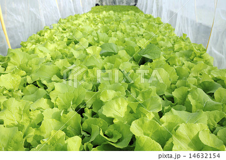 Lettuce grow in hydroponics system 14632154