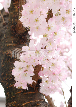 春めき桜 14634700