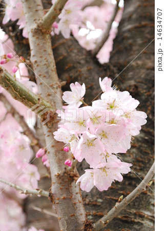 春めき桜の写真素材