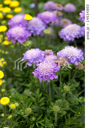 スカビオサ(マツムシ草) スカビオサ(マツムシ草) 14634860