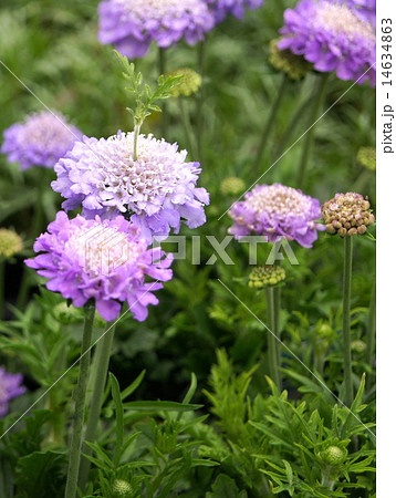 スカビオサ（マツムシ草） 14634863