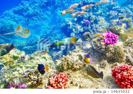Underwater world with corals and tropical fish. Underwater world with corals and tropical fish. 14635032