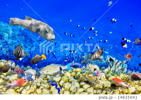 Underwater world with corals and tropical fish. 14635041