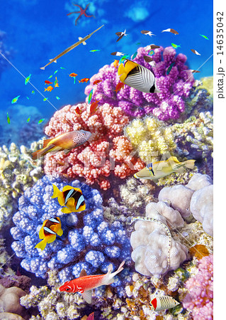 Underwater world with corals and tropical fish. Underwater world with corals and tropical fish. 14635042