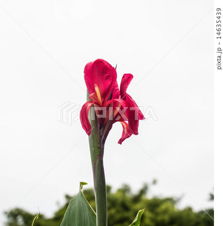 red flower red flower 14635439