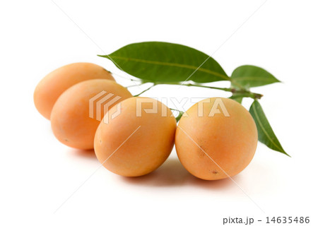 marian plum fruit 14635486