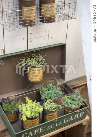 多肉植物　寄せ植え　セダム 14635773