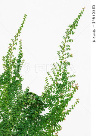 Wall of Ivy Wall of Ivy 14635885