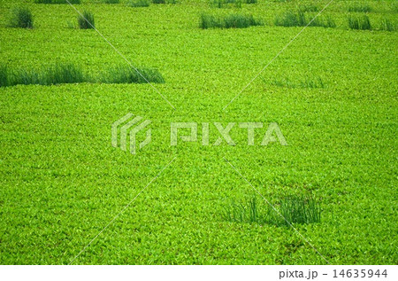Water hyacinth Water hyacinth 14635944