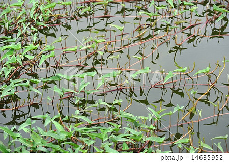 Water Morning Glory 14635952