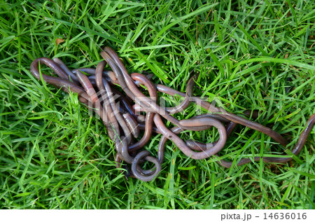 Worm 14636016
