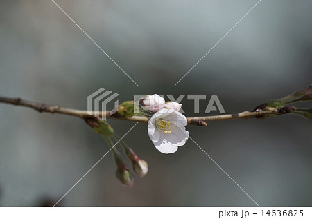 咲き始め・・・。 14636825