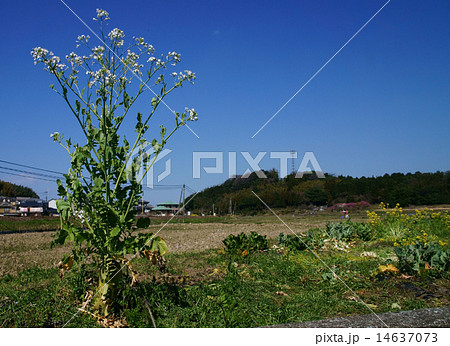 大根の花 大根の花 14637073