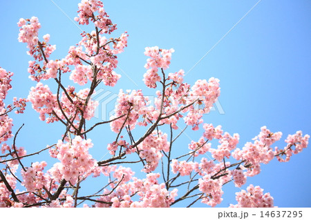 石手川緑地の桜 石手川緑地の桜 14637295