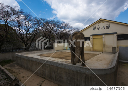 姫路市立動物園 アジアゾウ 姫子 と 姫路城 姫路市立動物園 アジアゾウ 姫子 と 姫路城 14637306