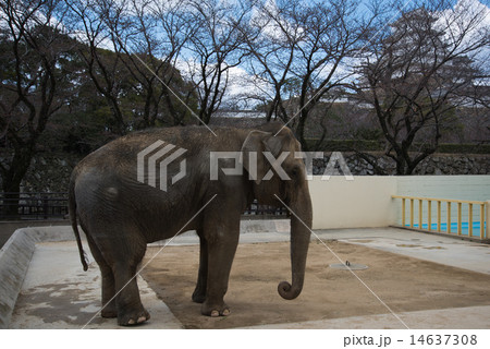 姫路市立動物園 アジアゾウ 姫子 と 姫路城 14637308