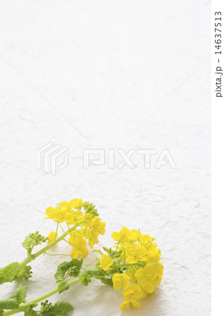 菜の花の背景 14637513