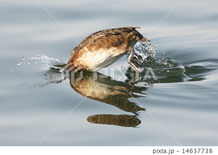 スズガモ スズガモ 14637738