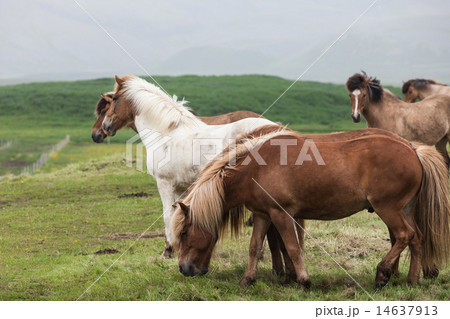 Iceland. Horses in the meadow Iceland. Horses in the meadow 14637913
