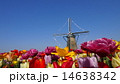 オランダのような風車とチューリップ 14638342