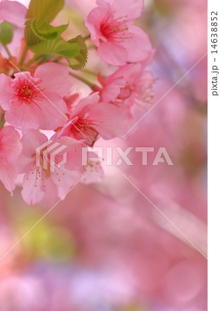 満開の椿寒桜（ツバキカンザクラ） 14638852