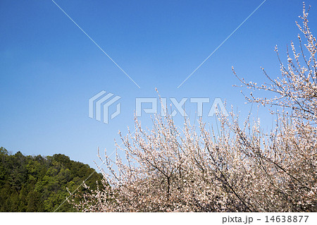 梅と青空 14638877