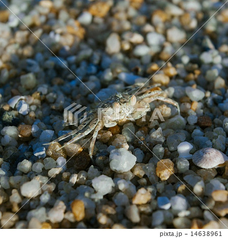 Hermit or soldier crab on sea pebbles background  14638961