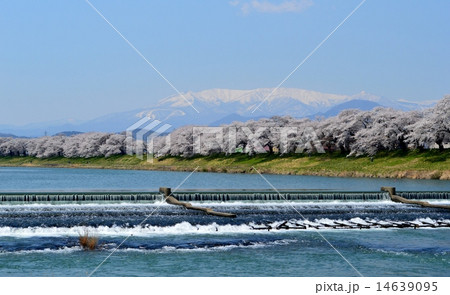 春の蔵王連峰と一目千本桜 14639095