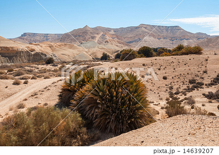 Palm trees in the desert 14639207