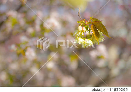 鬱金桜 (ウコンザクラ) 鬱金桜 (ウコンザクラ) 14639296