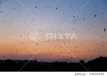 ツバメの塒入りと夕焼けの空 ツバメの塒入りと夕焼けの空 14639590