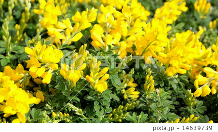 16:9 春を呼ぶエニシダ 16:9 春を呼ぶエニシダ 14639739