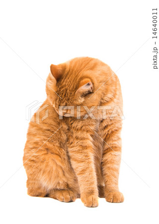 ginger cat isolated 14640011