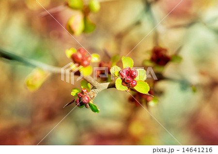 Chaenomeles japonica 14641216