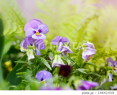 Flowerbed of viola tricolor or kiss-me-quick Flowerbed of viola tricolor or kiss-me-quick 14641439