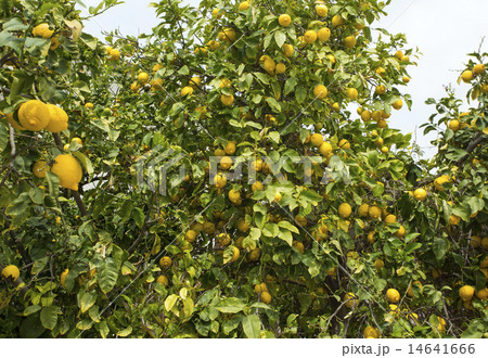 lemon tree lemon tree 14641666