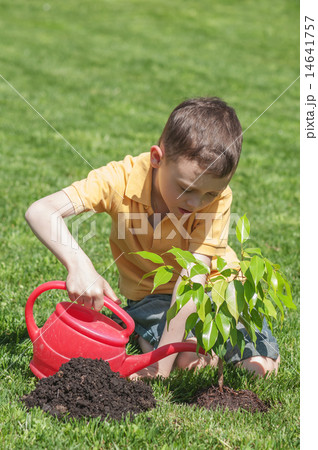 tree 14641757