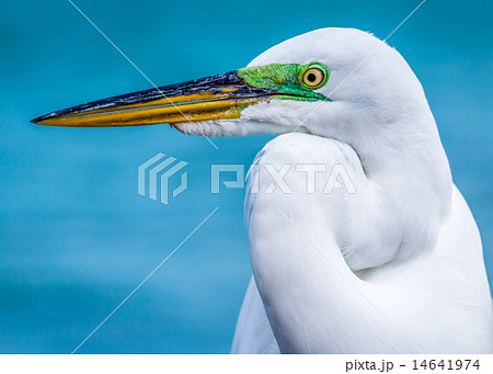 Egret Bird Profile 14641974
